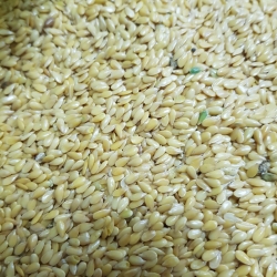 Linseed/Flaxseed Golden